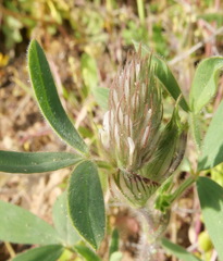 Trifolium palaestinum