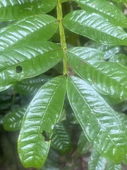 Syzygium alatoramulum