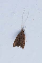 Torodora gemella
