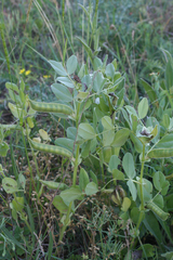 Vicia johannis