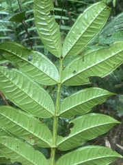 Syzygium alatoramulum