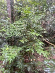 Syzygium alatoramulum