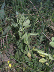 Vicia johannis