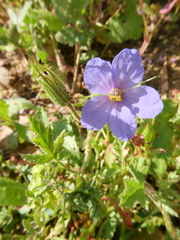 Erodium telavivense