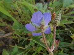 Erodium telavivense