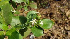 Morinda pubescens
