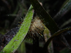 Temnopleurus michaelseni
