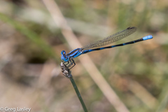 Argia leonorae