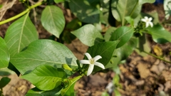 Morinda pubescens
