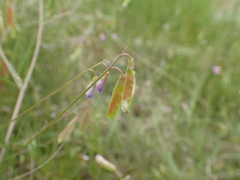Vicia parviflora