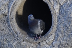 Columba livia
