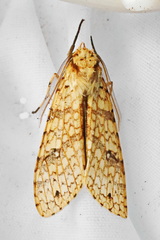 Lophocampa catenulata