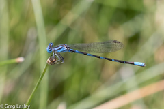 Argia leonorae
