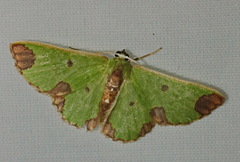 Chavarriella semiornata