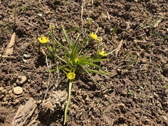 Ranunculus alismifolius alismifolius