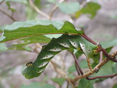Psilogramma papuensis