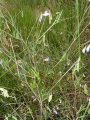 Vicia parviflora