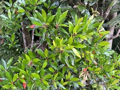 Elaeocarpus hylobroma