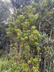 Elaeocarpus hylobroma