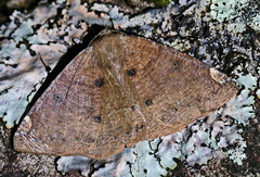 Herbita valtrudaria