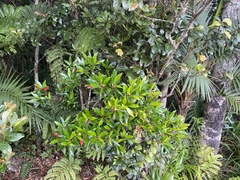 Elaeocarpus hylobroma
