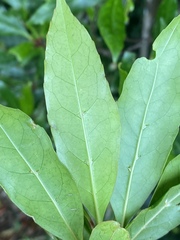 Elaeocarpus hylobroma
