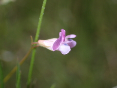 Vicia parviflora