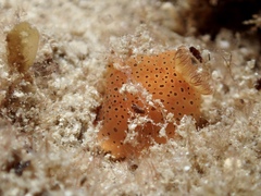 Dendrodoris guttata