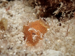 Dendrodoris guttata