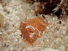 Dendrodoris guttata