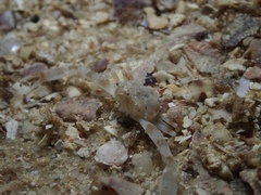 Ebalia intermedia
