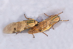 Halysidota underwoodi