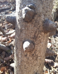 Zanthoxylum schinifolium