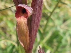 Bilamellaria
