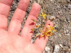 Bloomeria crocea aurea