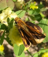 Taractrocera papyria agraulia