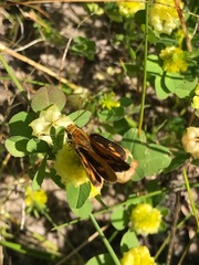Taractrocera papyria agraulia