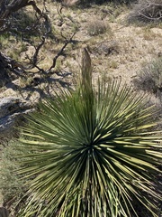 Hesperoyucca