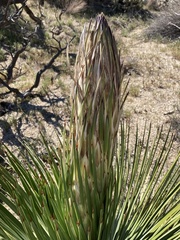 Hesperoyucca