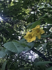 Tabernaemontana glabra