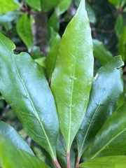 Elaeocarpus hylobroma