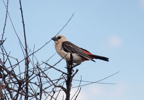 White-headed Buffalo-Weaver