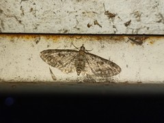 Lepidoptera