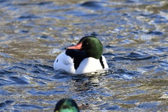 Mergus merganser