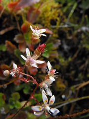 Micranthes stellaris robusta