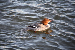 Mergus merganser