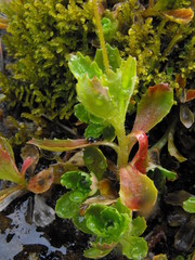 Micranthes stellaris robusta