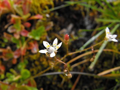 Micranthes stellaris robusta