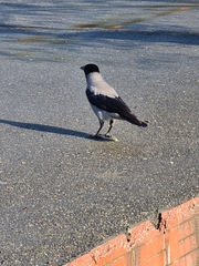 Corvus cornix