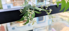 Azadirachta indica
